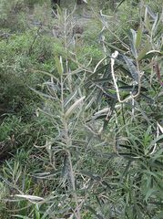 Olearia alpicola