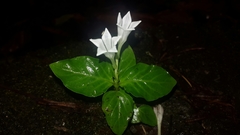 Spigelia humboldtiana