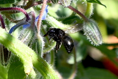 Xylocopa tabaniformis orpifex