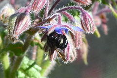 Xylocopa tabaniformis orpifex