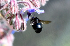 Xylocopa tabaniformis orpifex