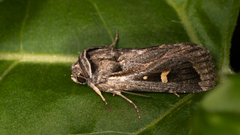 Proteuxoa chrysospila