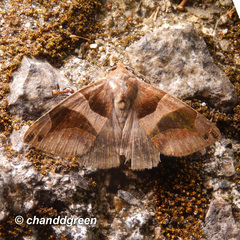 Bastilla arcuata