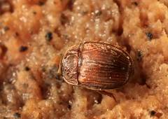 Pocadius ferrugineus