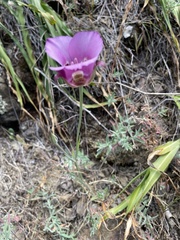 Calochortus venustus