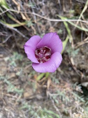 Calochortus venustus