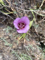 Calochortus venustus