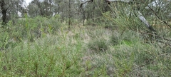 Allocasuarina luehmannii