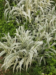 Arundo donax versicolor