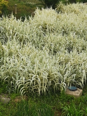 Arundo donax versicolor