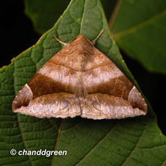 Bastilla amygdalis