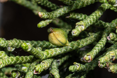 Walshomyia juniperina