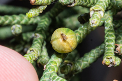 Walshomyia juniperina