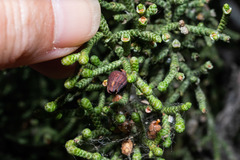 Walshomyia juniperina