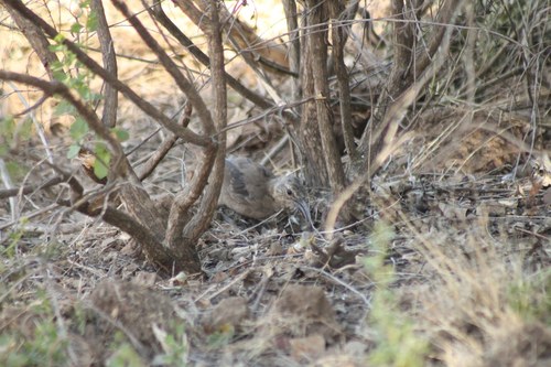 iNaturalist observation photo of California Thrasher
