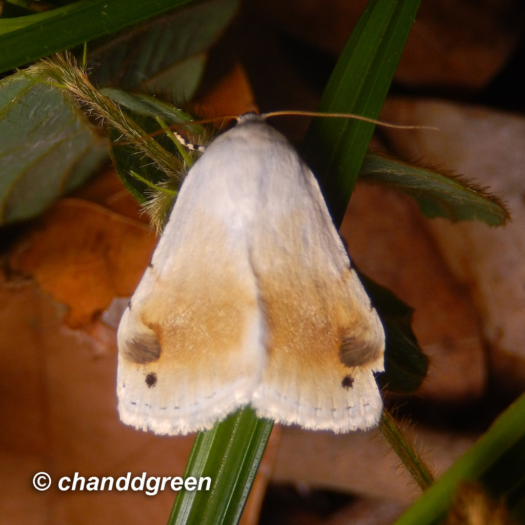 Chasmina fasciculosa