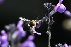 Xylocopa tabaniformis orpifex