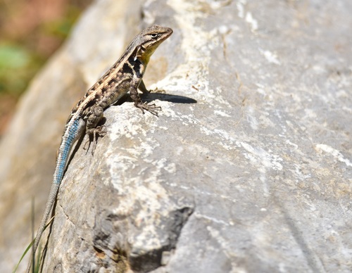 Pygmy Spiny Lizard