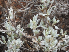 Atriplex angulata