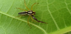 Epocilla calcarata