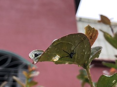 Tegra