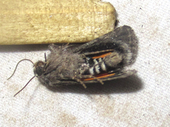 Copanarta aurea