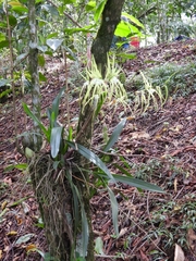 Brassia verrucosa