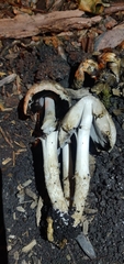 Coprinopsis atramentaria