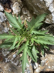 Datisca glomerata