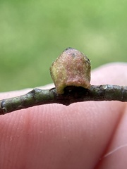Callirhytis quercusventricosa