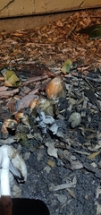 Coprinopsis atramentaria