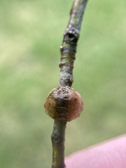 Callirhytis quercusventricosa