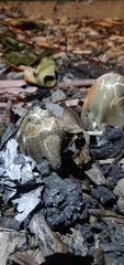 Coprinopsis atramentaria