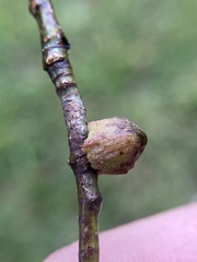 Callirhytis quercusventricosa