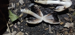 Coprinopsis atramentaria