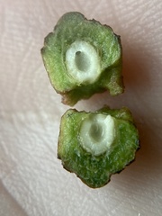 Callirhytis quercusventricosa