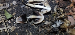 Coprinopsis atramentaria