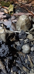 Coprinopsis atramentaria