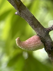 Callirhytis quercusventricosa