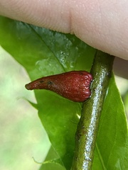 Callirhytis quercusventricosa