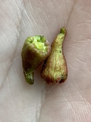 Callirhytis quercusventricosa