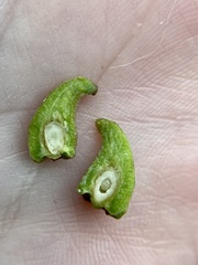 Callirhytis quercusventricosa