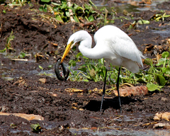 Siren lacertina