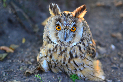 Long-eared Owl