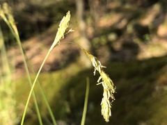Carex argyrantha
