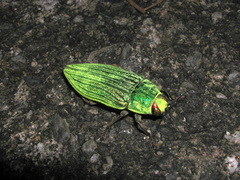 Chrysodema eximia berliozi