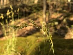 Carex argyrantha
