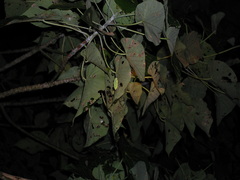 Chrysodema eximia berliozi