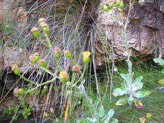 Oresbia heterocarpa