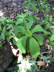 Oemleria cerasiformis